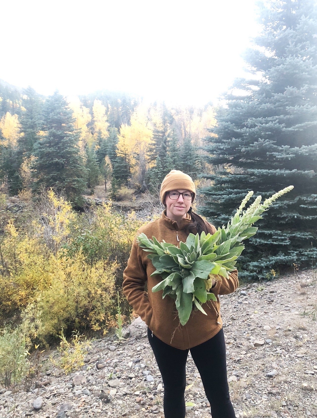 Mullein Tincture (Lung health & cleanse)