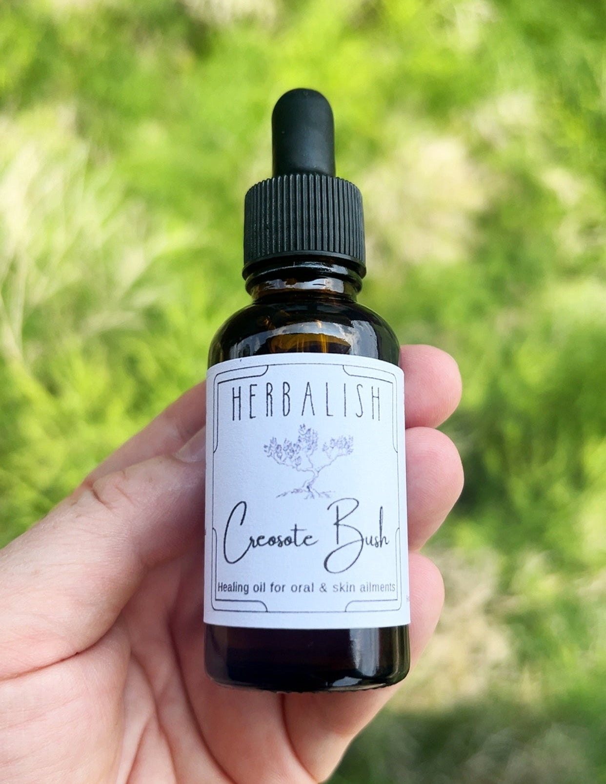 Creosote Bush Healing Oil (Mouth Ulcers, Toothache, Bug Bites, Fungal infections, STD, Impetigo)