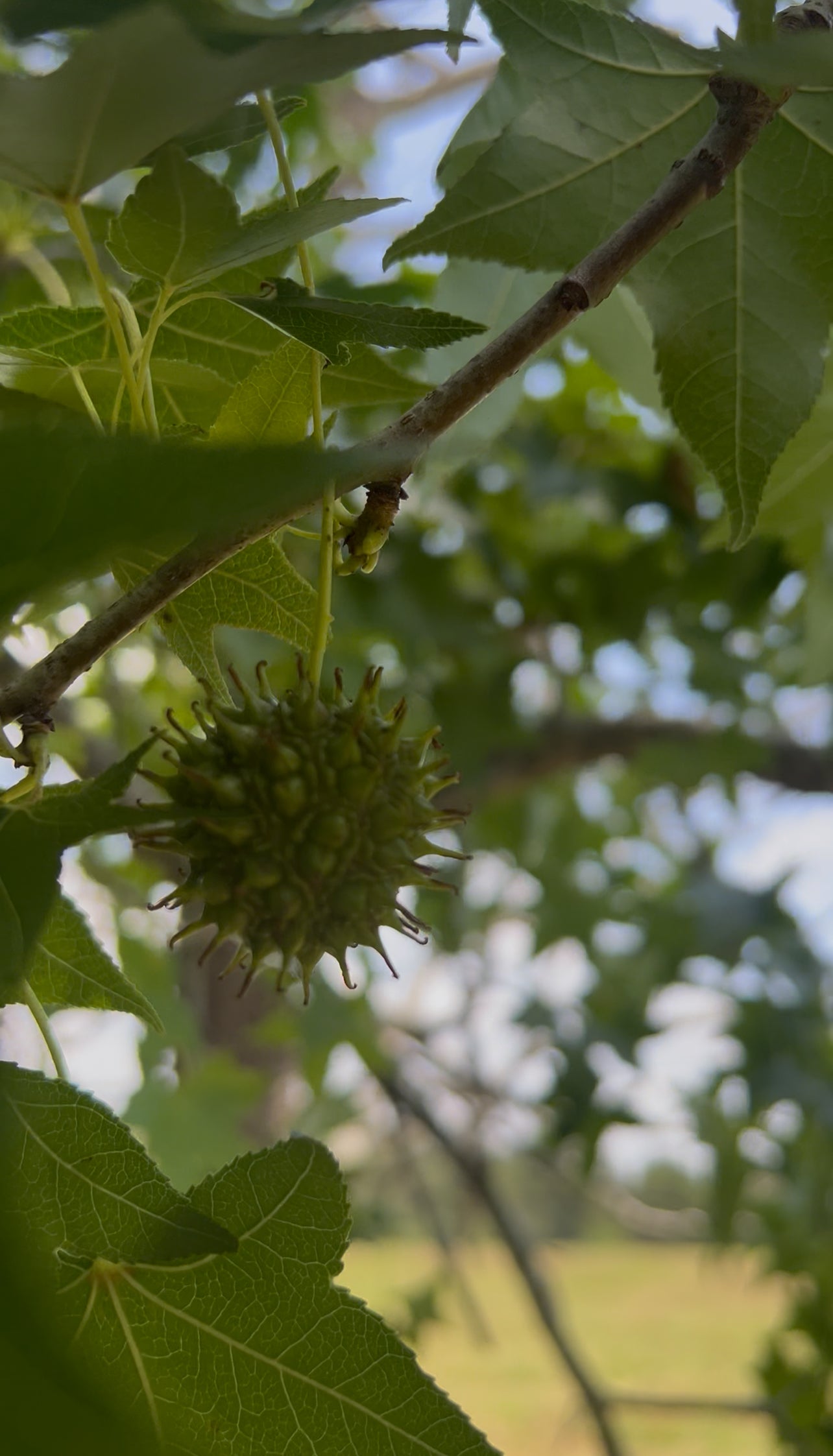 Sweet Gumball Tincture (Nature's Flu Remedy)
