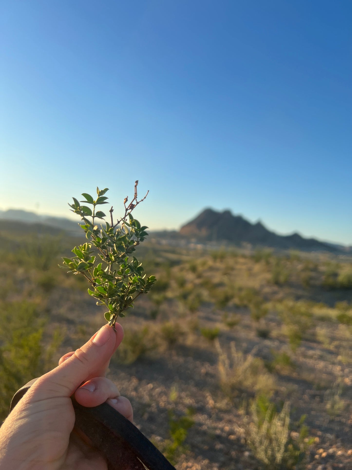 Creosote Bush Healing Oil (Mouth Ulcers, Toothache, Bug Bites, Fungal infections, STD, Impetigo)