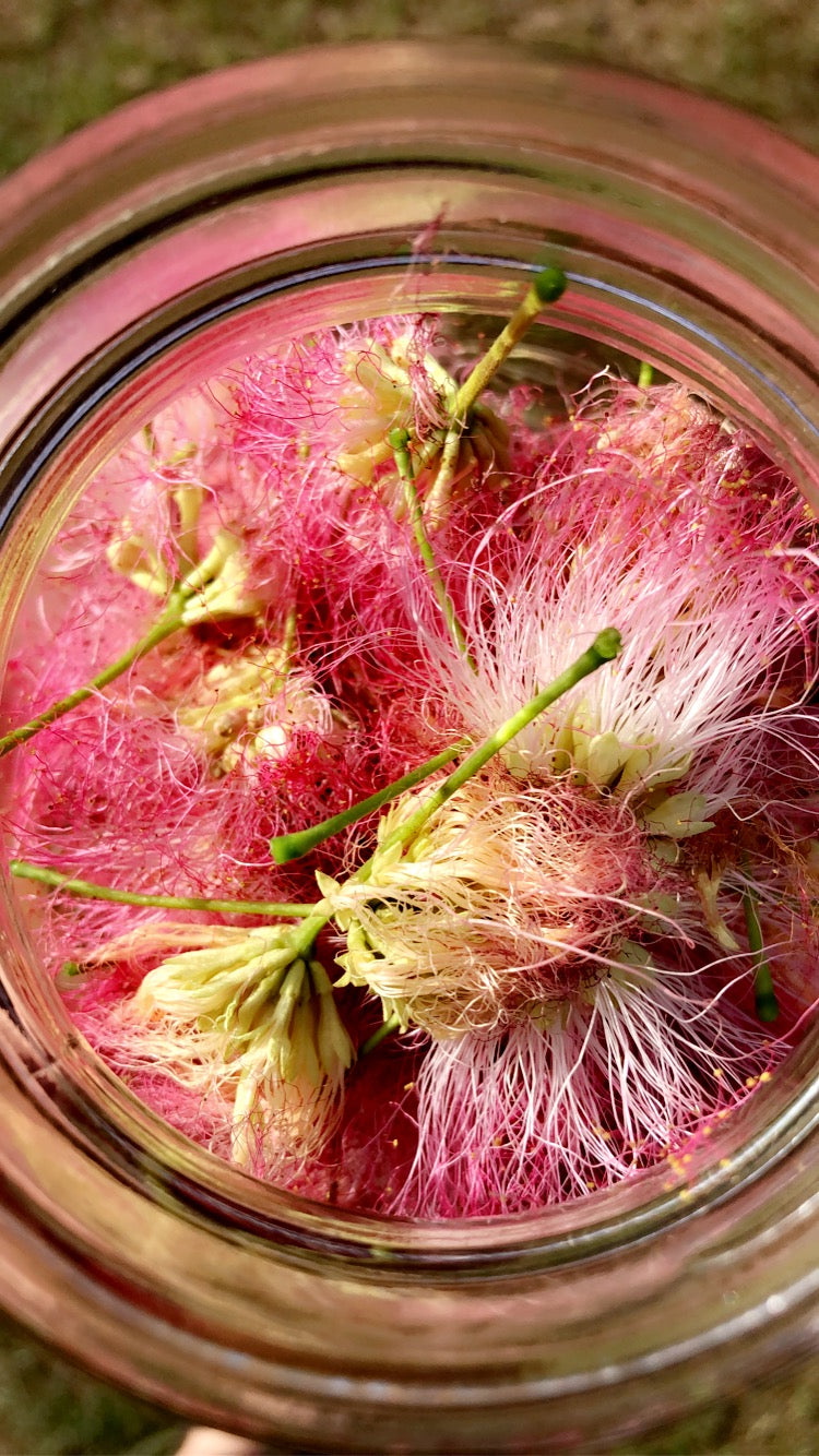 Mimosa Tincture (Anxiety-Depression- PTSD-Grief, Stuck emotions)