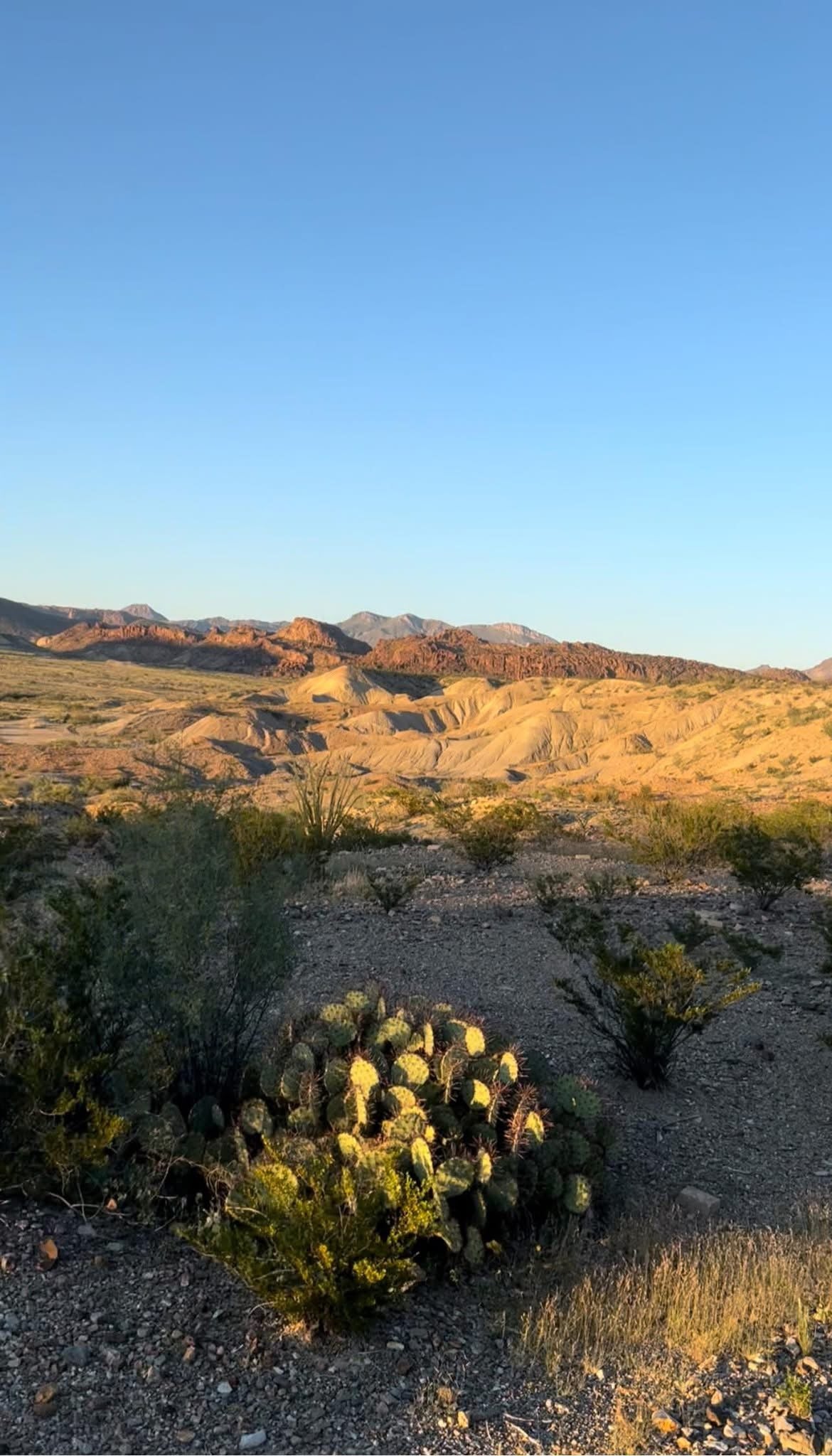Creosote Bush Healing Oil (Mouth Ulcers, Toothache, Bug Bites, Fungal infections, STD, Impetigo)