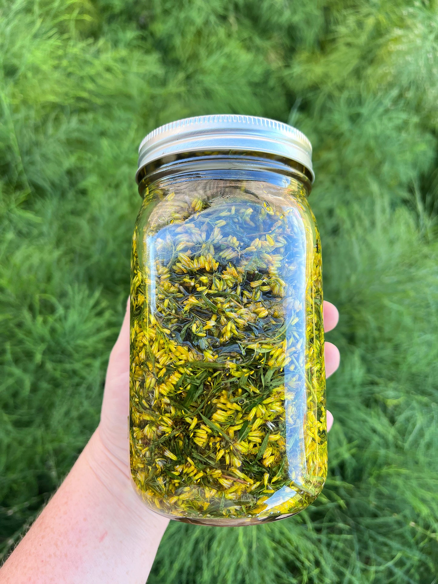 Goldenrod Tincture (Allergy/Sinus, Inflammation, Gout, UTI) LIMITED EDITION