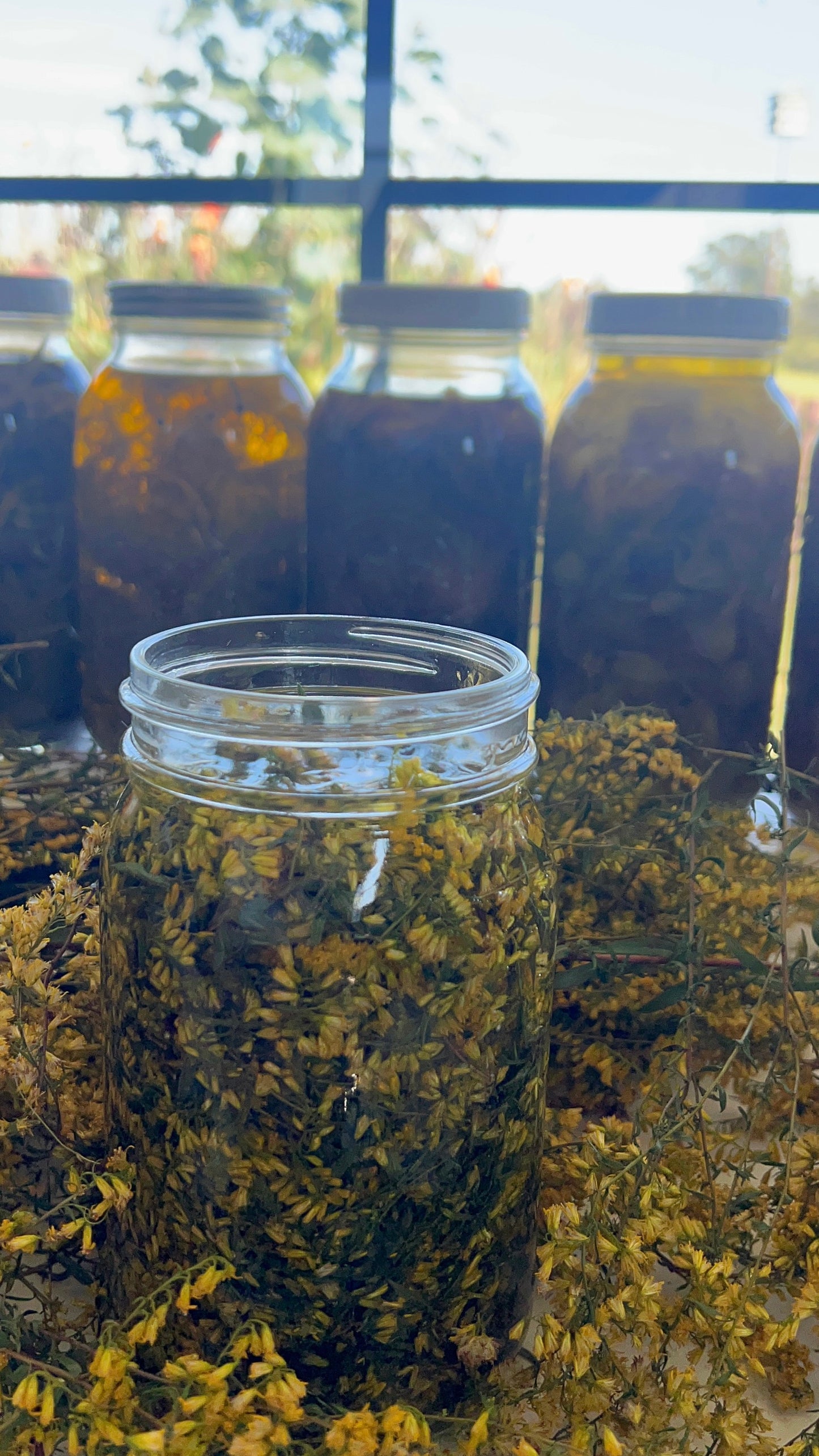 Goldenrod Tincture (Allergy/Sinus, Inflammation, Gout, UTI) LIMITED EDITION