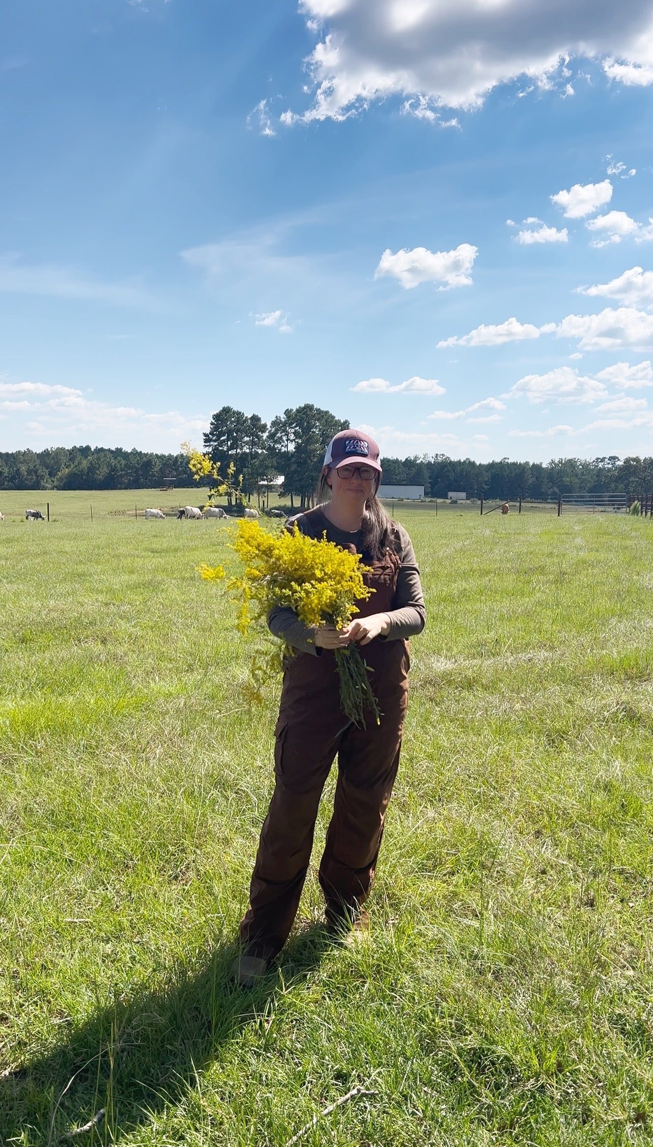 Goldenrod Tincture (Allergy/Sinus, Inflammation, Gout, UTI) LIMITED EDITION
