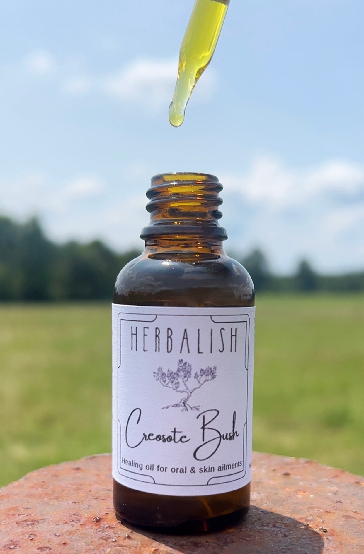 Creosote Bush Healing Oil (Mouth Ulcers, Toothache, Bug Bites, Fungal infections, STD, Impetigo)